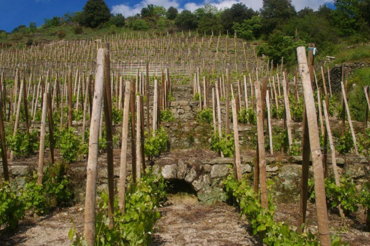 Gite Du Tilleul - 2 Etoiles - Domaine De L'Olivier Faugeres  Zewnętrze zdjęcie